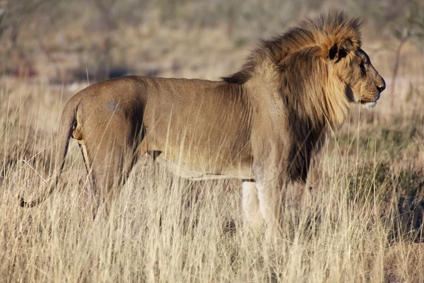 Un vecchio leone nel parco nazionale etosha namibia — Foto Stock