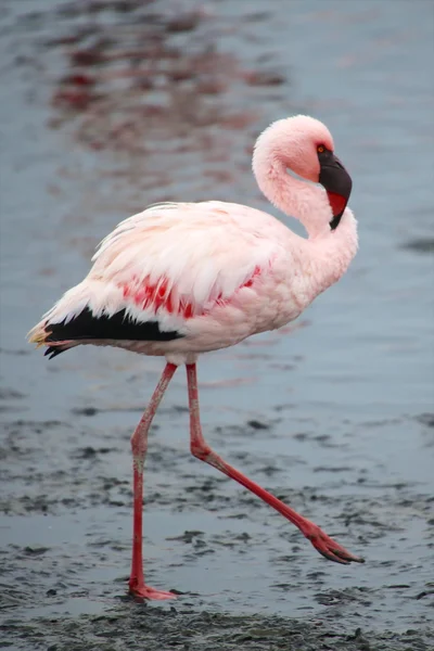 Walvis bay Flamingo'da, yakın çekim — Stok fotoğraf