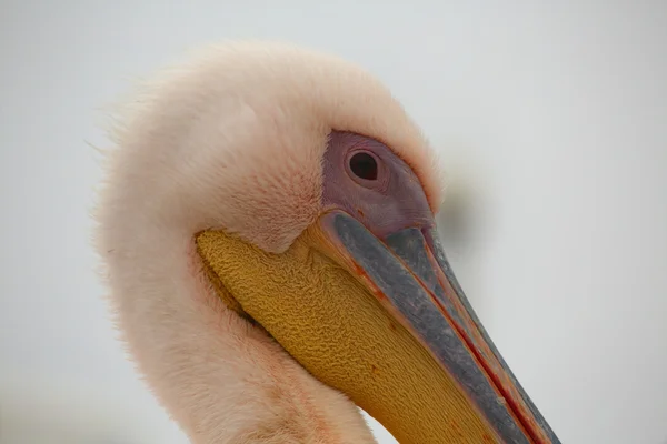 Close up of a white pelican in Namibia — стоковое фото