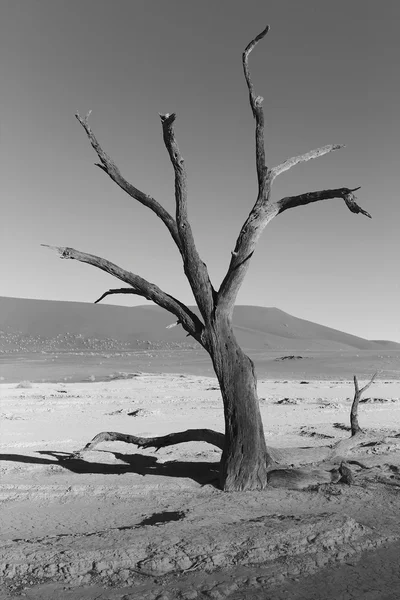 Árvores mortas em deadvlei (preto & branco ) — Fotografia de Stock