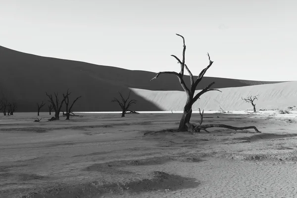 Dead trees in deadvlei (black & white) — Stock Photo, Image