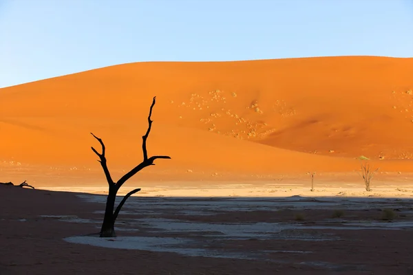 Dode bomen in deadvlei Namibië — Stockfoto