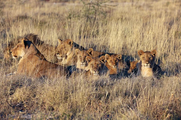 Leones en etosha nacional parl namibia — Foto de Stock