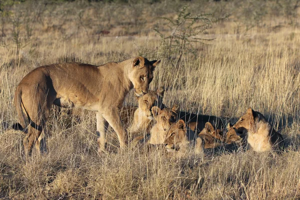 Lwy w krajowych parl etosha namibia — Zdjęcie stockowe