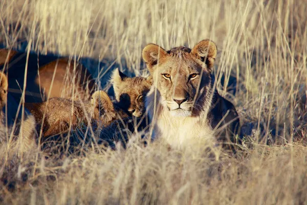 Lwy w krajowych parl etosha namibia — Zdjęcie stockowe