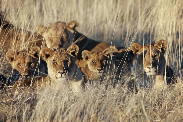 Leones mirándome en el parque nacional etosha — Foto de Stock