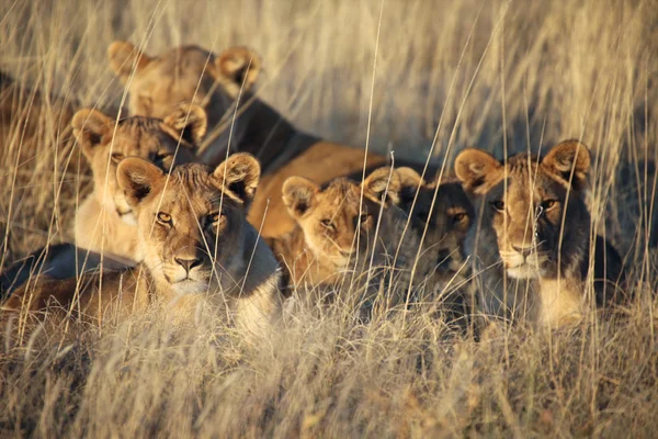 Lions i etosha national parl namibia — Stockfoto