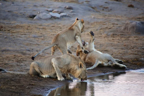 Lvi, hrají v blízkosti vody otvorem v etosha — Stock fotografie