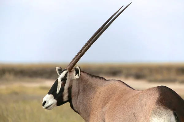 Ritratto di un gemsbok nel parco nazionale etosha namibia — Foto Stock