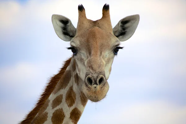 Portréja egy zsiráf az etosha nemzeti parkban Namíbia — Stock Fotó