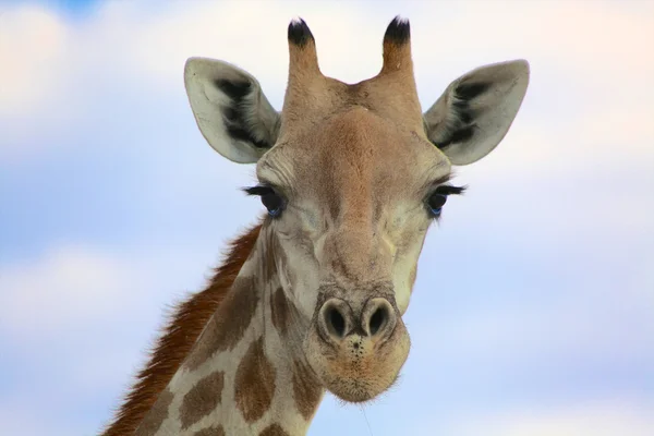 Retrato de una jirafa en Namibia — Foto de Stock