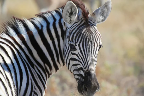 Bir zebra etkin ulusal Park'ta portresi — Stok fotoğraf