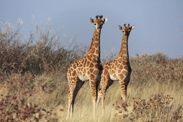 Due giraffe per bambini al parco nazionale etosha — Foto Stock