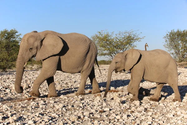 Etkin Namibya iki filler — Stok fotoğraf
