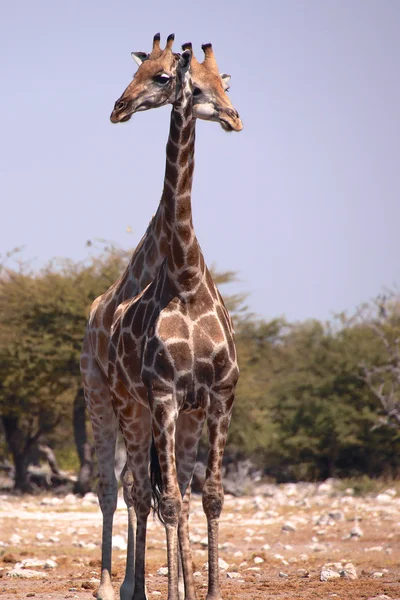 Etkin Namibya iki zürafa — Stok fotoğraf