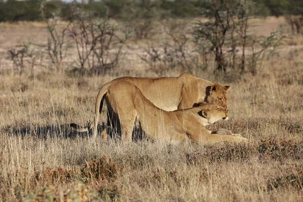Duas leoas no parque nacional de etosha namibia — Fotografia de Stock