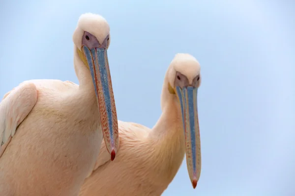 Zwei wunderbare weiße Pelikane in der Walvisbucht — Stockfoto