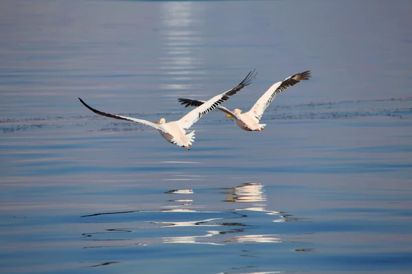 Dwa wspaniałe białe pelikany pływające w walvis bay — Zdjęcie stockowe