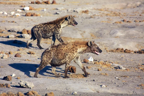 Dos maravillosas hienas en el parque nacional etosha —  Fotos de Stock