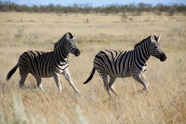 Two zebras running in the savanna at etosha national park — Stock Photo, Image