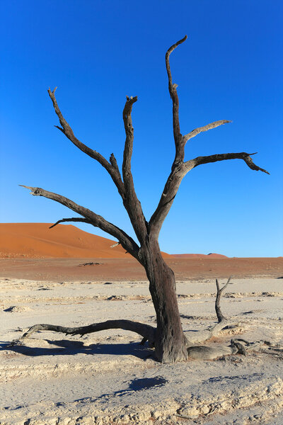 wonderful dead tree at deadvlei namibia