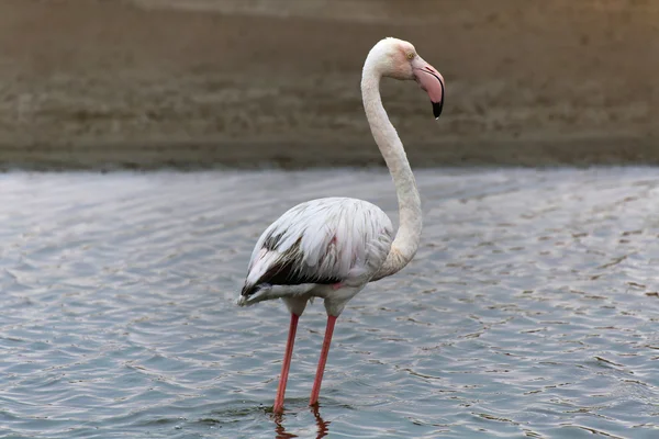 Prachtige flamingo in Walvisbaai — Stockfoto