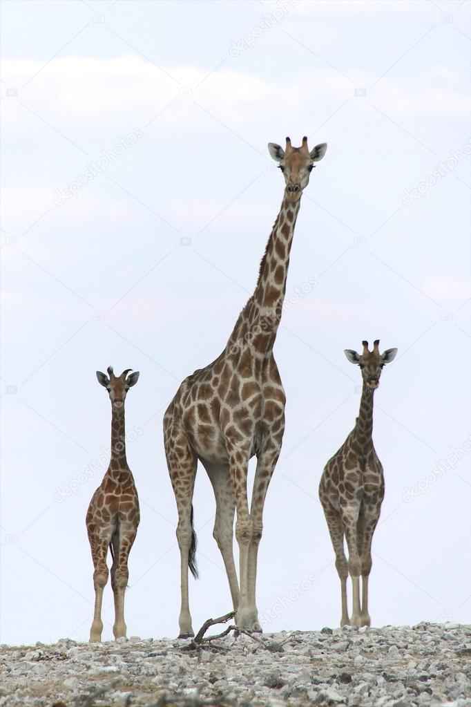 a mother and two babies giraffes in etosha national park namibia