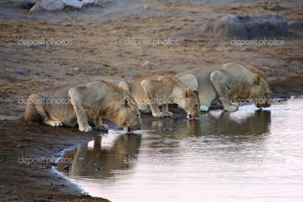 three lions drinking water in etosha national park namibia