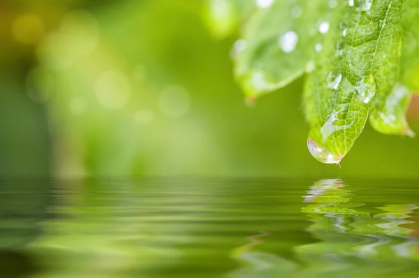 Feuille avec une goutte d'eau — Photo