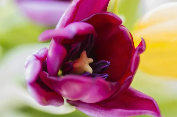Tulip interior — Stock Photo, Image
