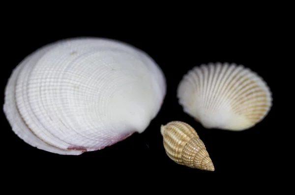 Muscheln — Stockfoto