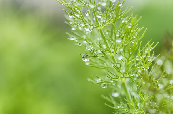 Water drops — Stock Photo, Image