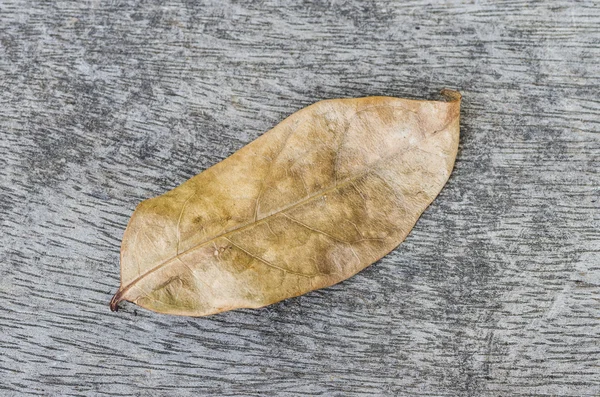 Осенний лист — стоковое фото