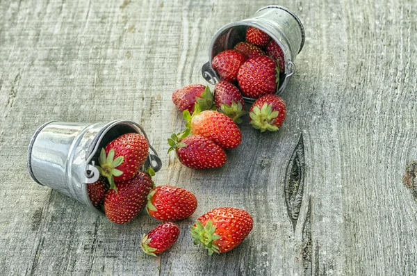 Strawberries in pots — Stock Photo, Image