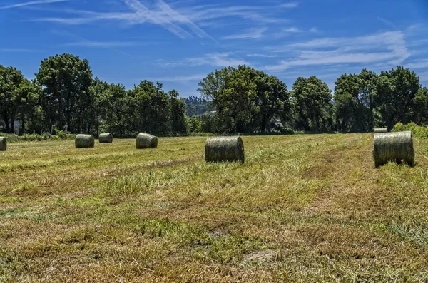 Rouleaux de paille — Photo