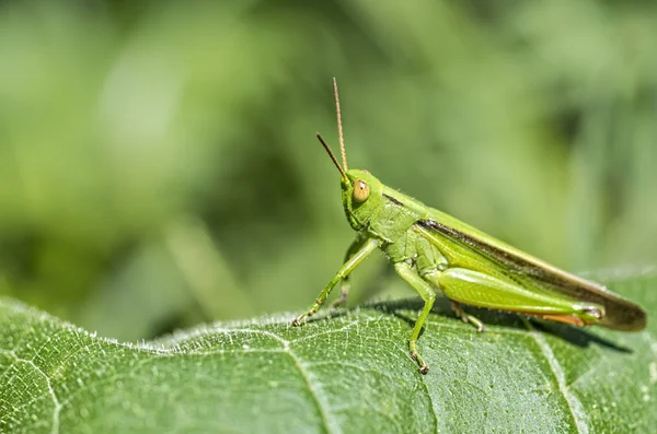 Gräshoppa — Stockfoto