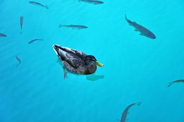 Eend en vissen zwemmen in plitvice lake — Stockfoto