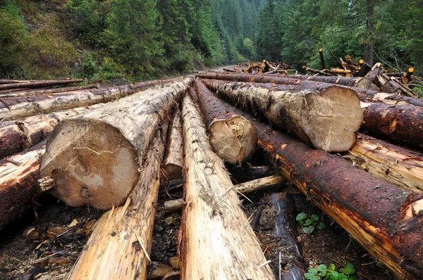 Troncos de árvore recém-cortados perto de uma estrada florestal — Fotografia de Stock