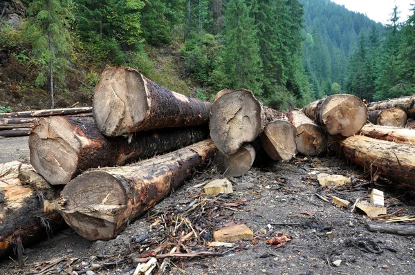 Troncs d'arbres fraîchement coupés près d'une route forestière — Photo