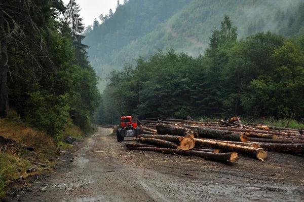 Troncos de árvore recém-cortados perto de uma estrada florestal — Fotografia de Stock