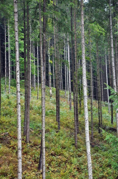 Πράσινο έλατο, πυκνό δάσος ελάτης — Φωτογραφία Αρχείου
