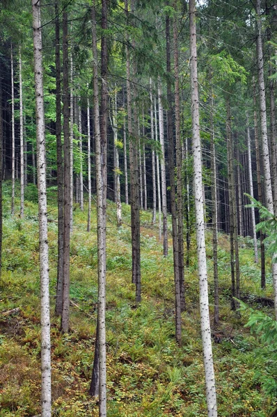 Green spruce, fir forest — Stock Photo, Image