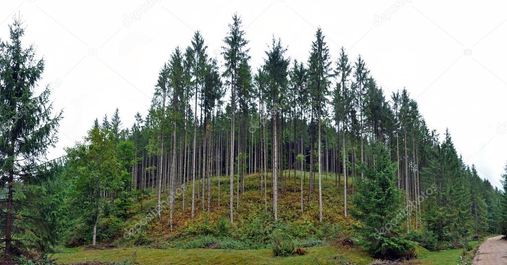 Green spruce, fir forest