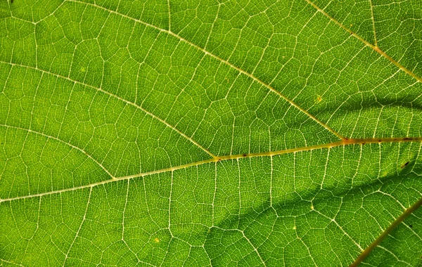 Zielony liść makro — Zdjęcie stockowe