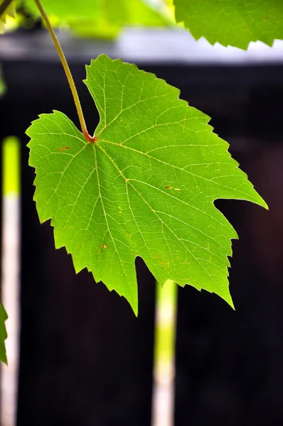 Foglia d'uva — Foto Stock