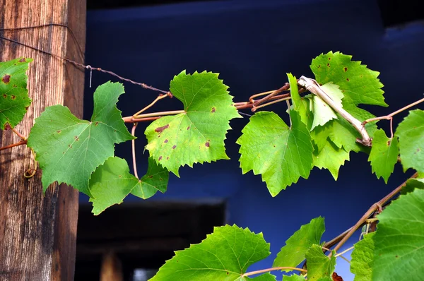 Liście winogron — Zdjęcie stockowe