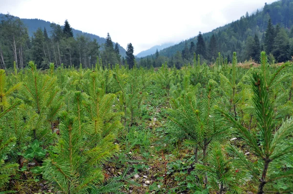 Pépinière de sapin épinette Images De Stock Libres De Droits