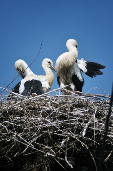 Tres cigüeñas en el nido —  Fotos de Stock