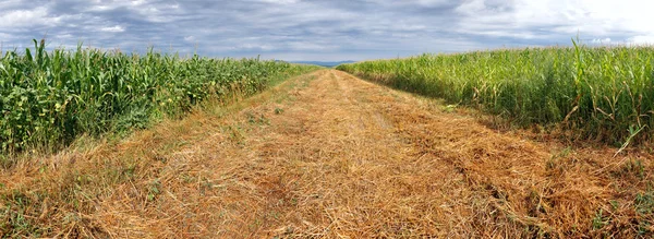 Arable field panorama — Stock Photo, Image