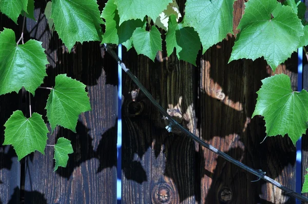 Fondo in legno con foglie d'uva — Foto Stock